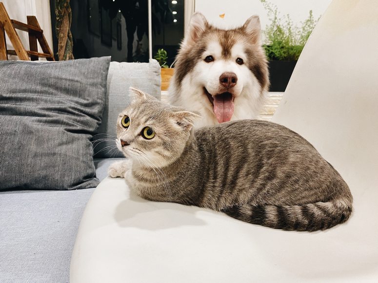 chat et chien assurance animale